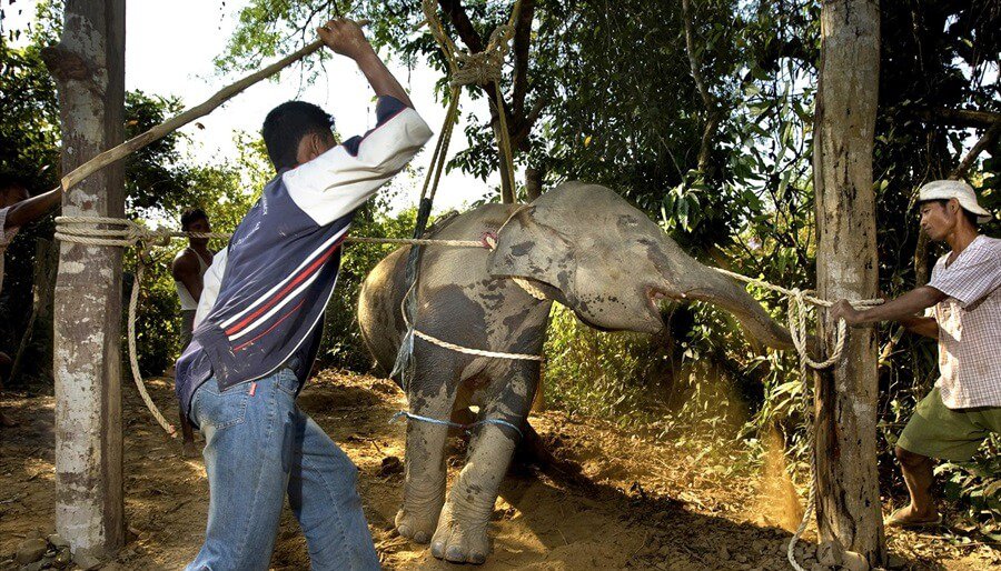 elephant thailand