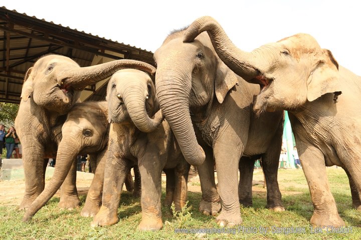 elephant thailande