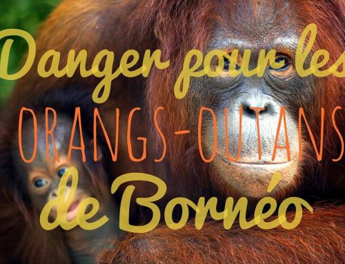 Où et pourquoi faire du bénévolat avec les orangs-outans