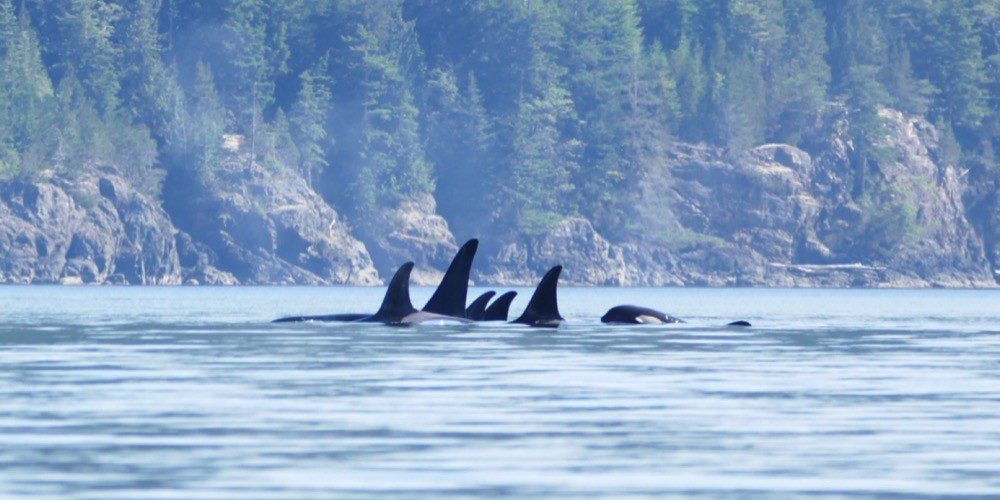 Séjour spécial orque au Canada