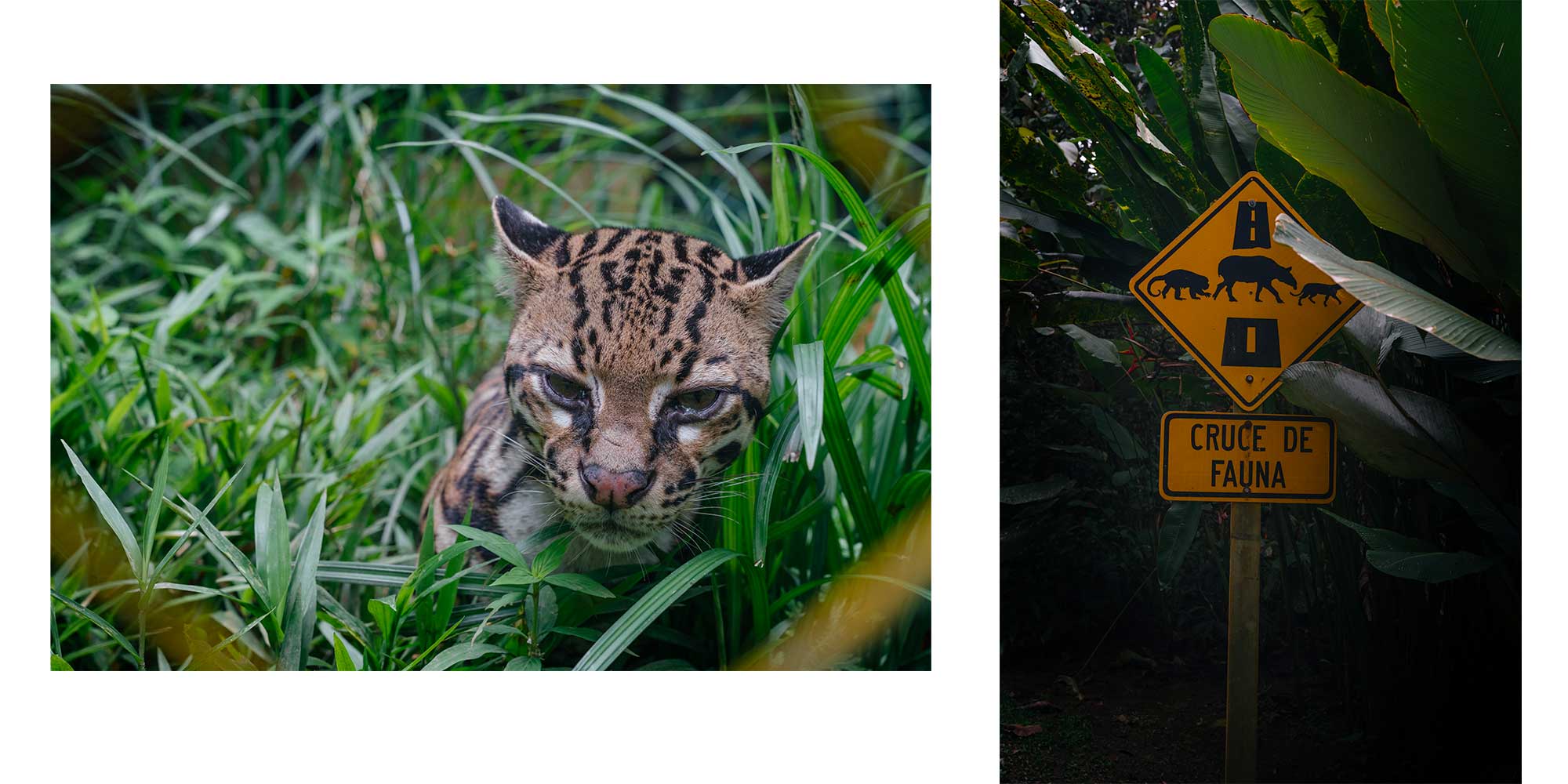 Costa Rica : Guide complet pour un voyage inoubliable avec les animaux