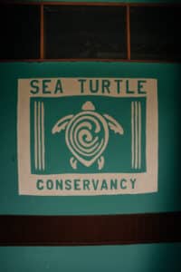 Costa Rica - Guide complet pour un voyage inoubliable avec les animaux Sea Turtle Conservancy