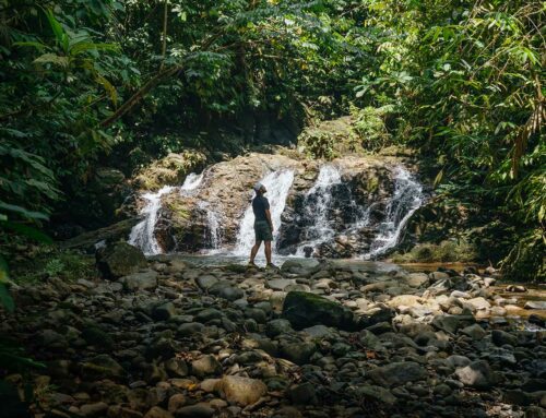 Costa Rica : Guide complet pour un voyage inoubliable avec les animaux